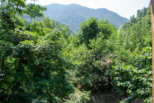 ویو تابستان