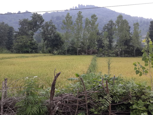 جاده جاده