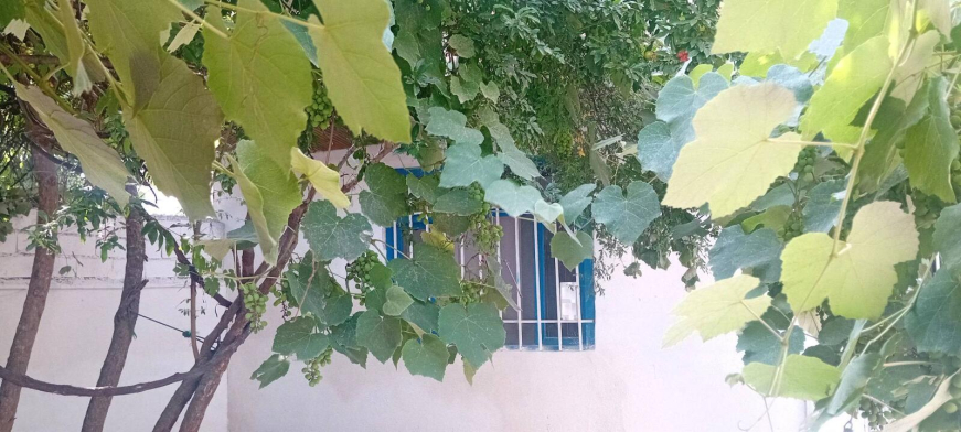 حیاط حیاط