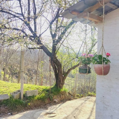 ویلا آوا جان