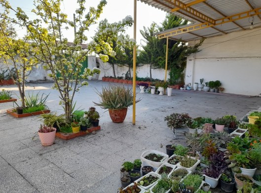 حیاط حیاط