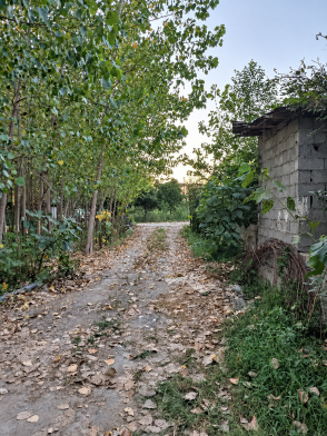 سوئیت ریکا جان رودسر