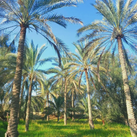 ویلا نخل شیخی (اتاق خنیزی)
