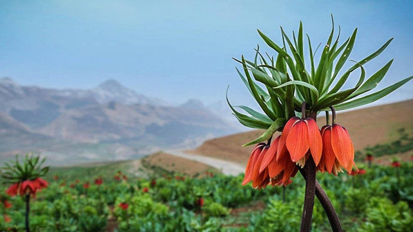 دشت لالههای واژگون گلستانکوه