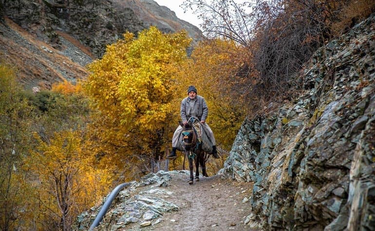 باغها، پوشش گیاهی و حیات وحش