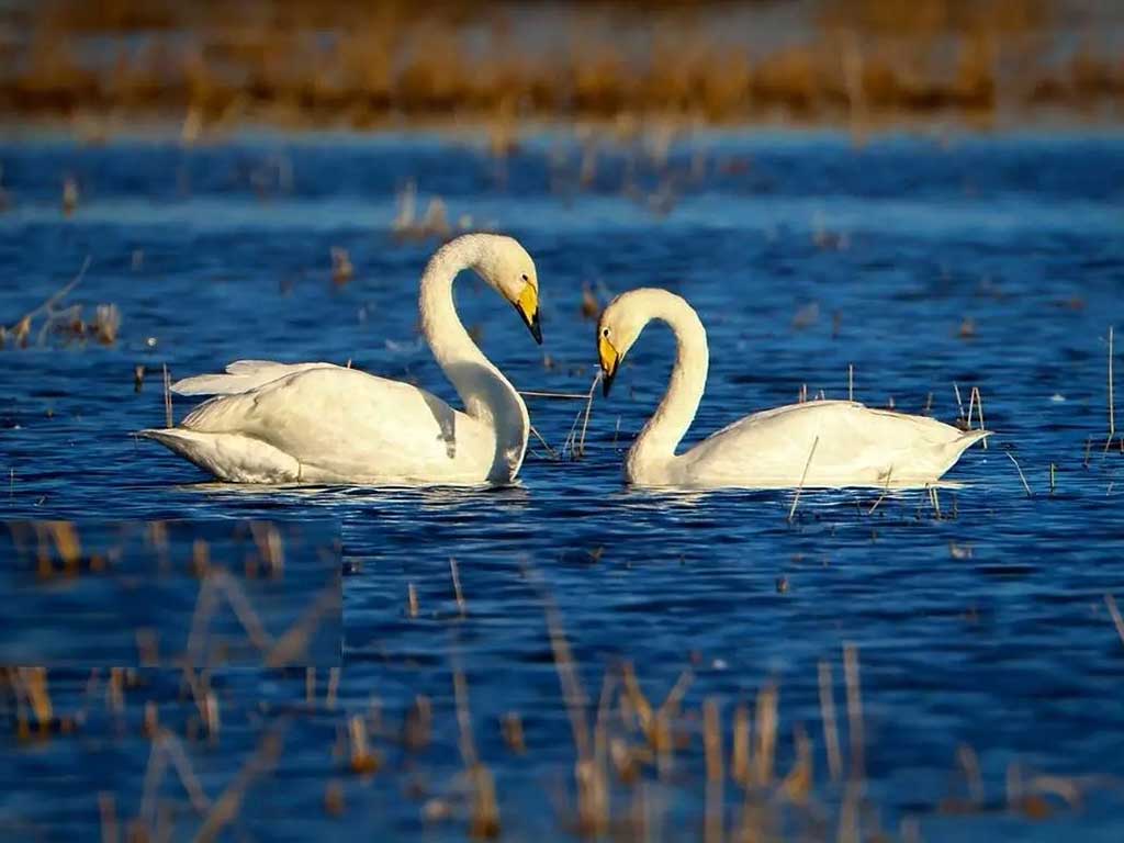 تالاب بین المللی سرخرود؛ از جذاب ترین جاهای دیدنی محمودآباد