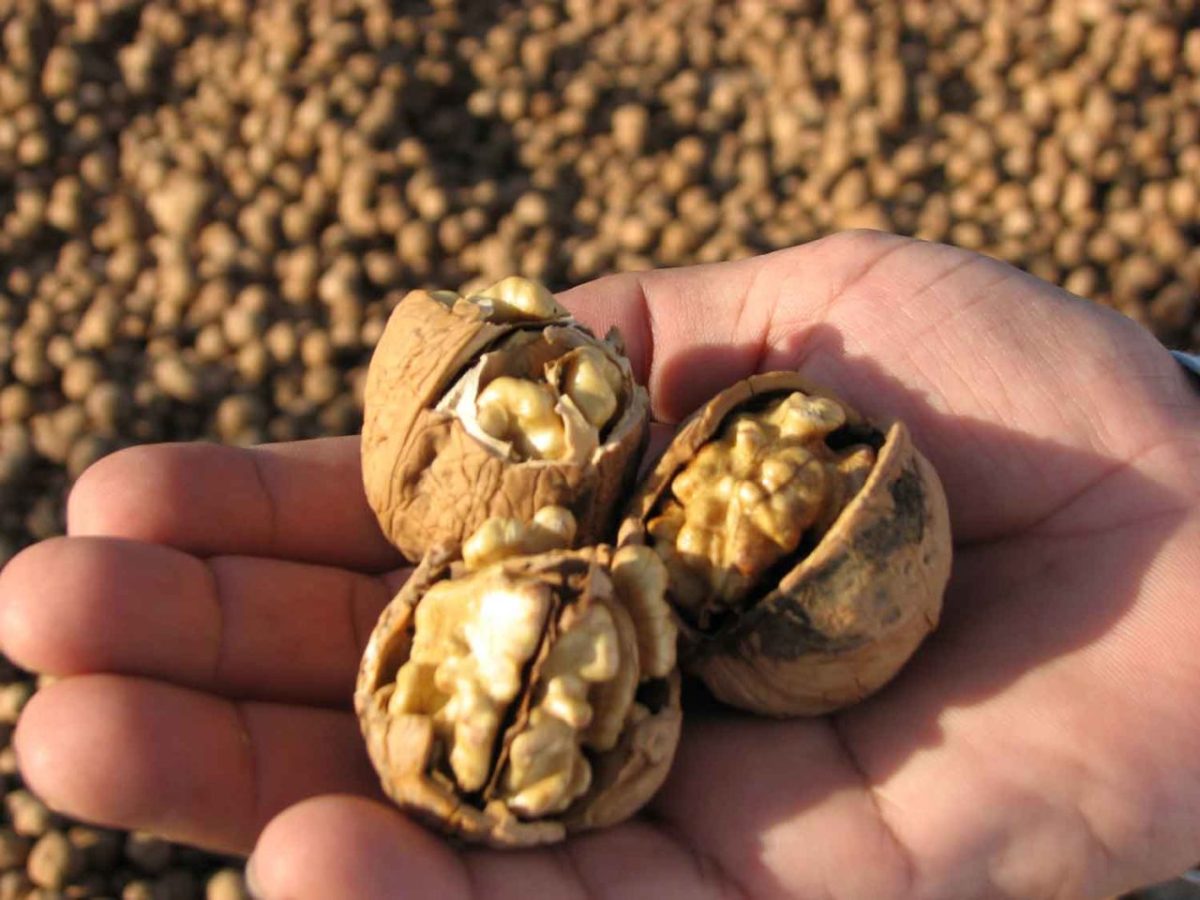 خریدنی در شهمیرزاد