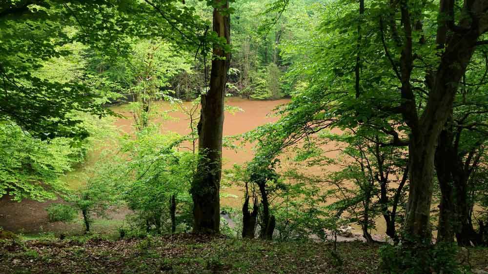نمای نزدیک مرداب هسل مرزن آباد نمای نزدیک مرداب هسل مرزن آباد