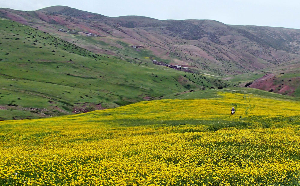 خصیل دشت خصیل دشت