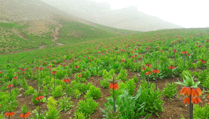 دشت لاله های واژگون