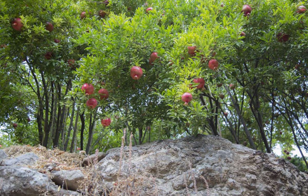 باغ های انار ژیوار کردستان