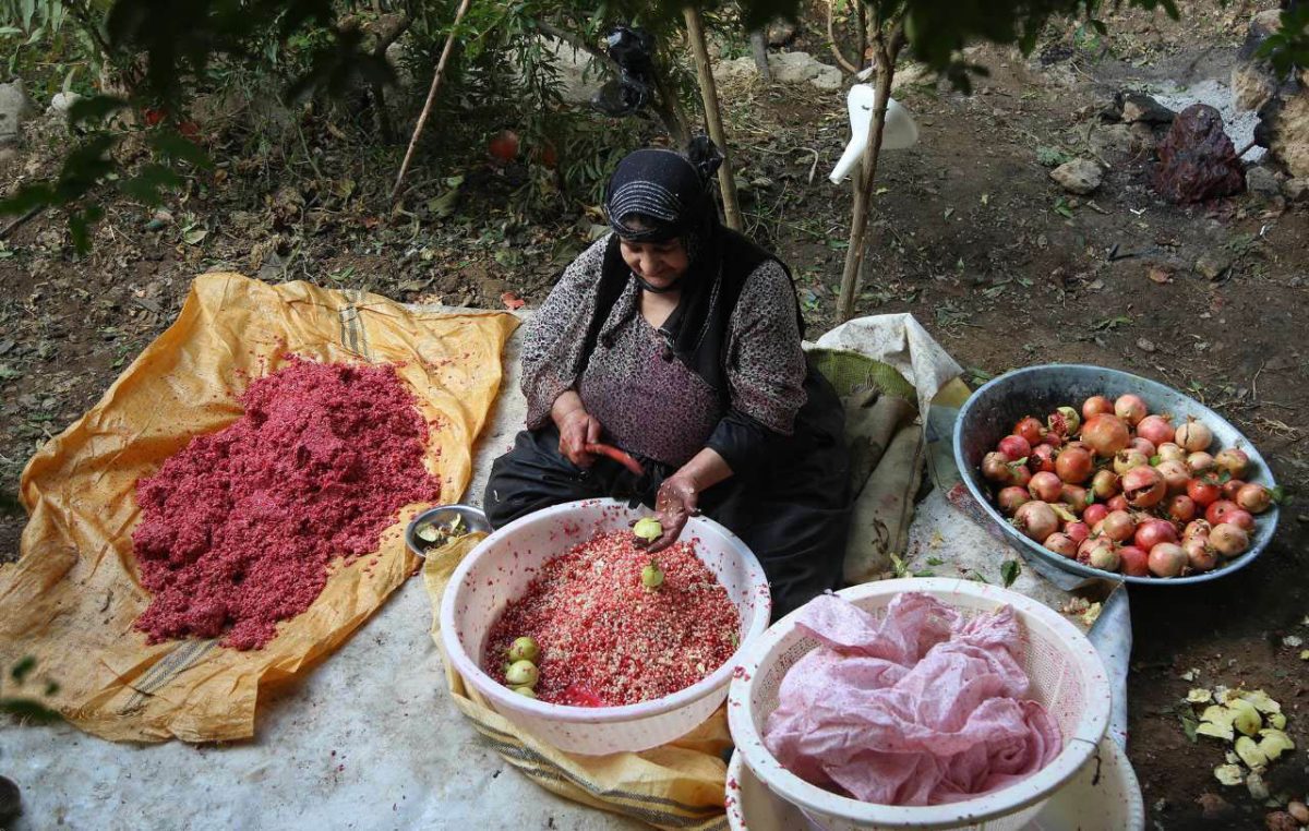 برداشت انار در اورامان