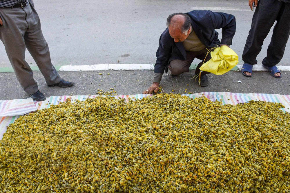 بیدمشک
