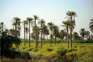 جزیره مینو؛ تجربه بودن در میان نیزار