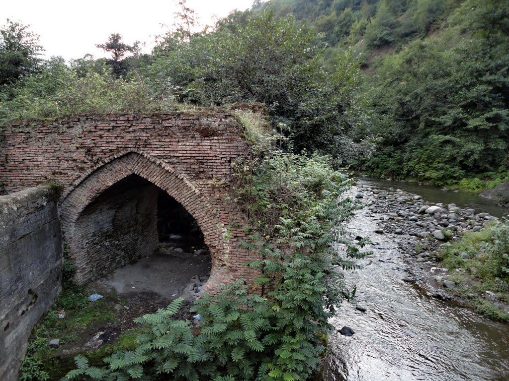 جنگل بلوردکان