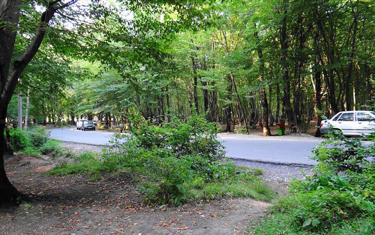 جنگل توسکستان جنگل توسکستان