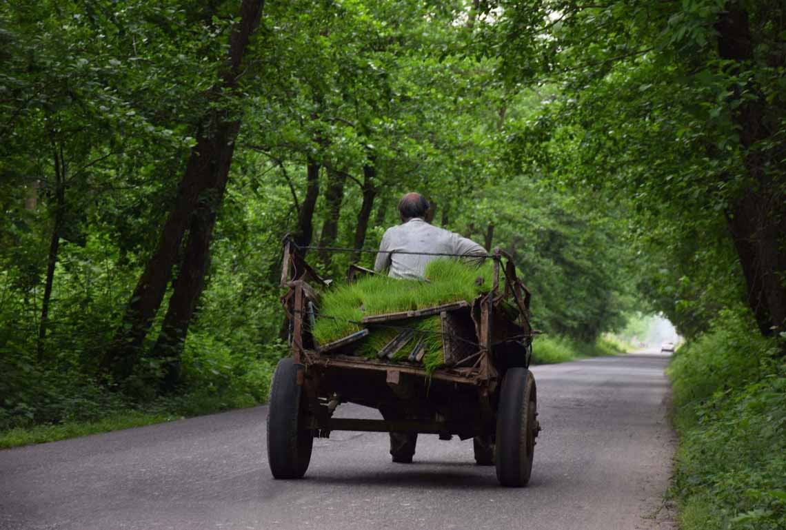 بوی شالیزار و دریا در جنگل‌های رشت