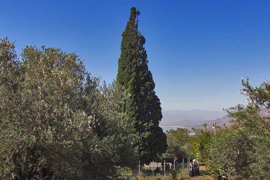درخت سرو هرزویل رودبار