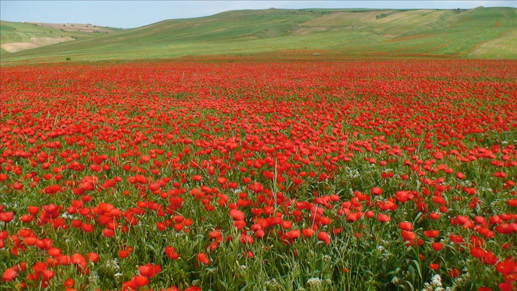 مناطق پرگل ایران کجاست؟