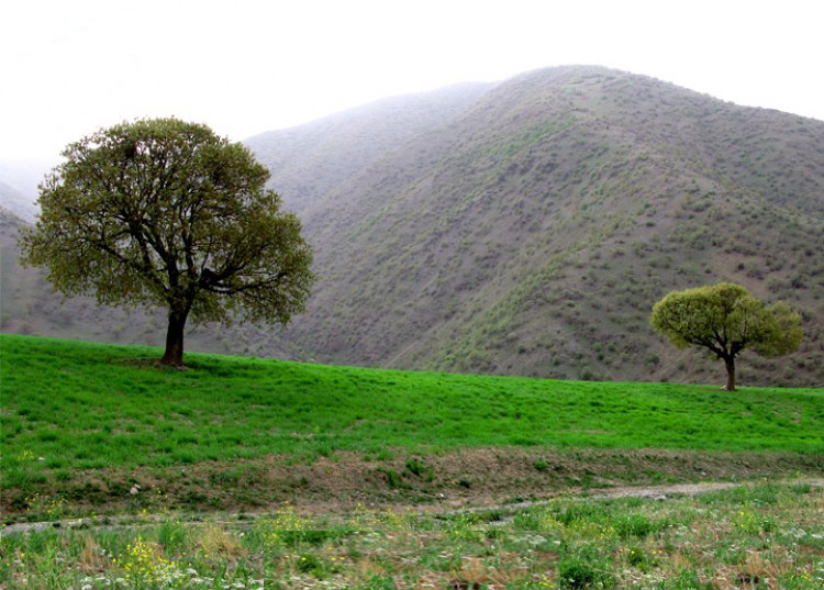 سارال دیواندره