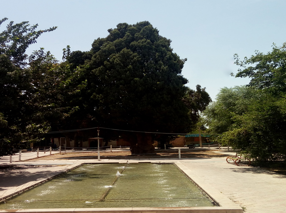 سرو مهریز سرو مهریز