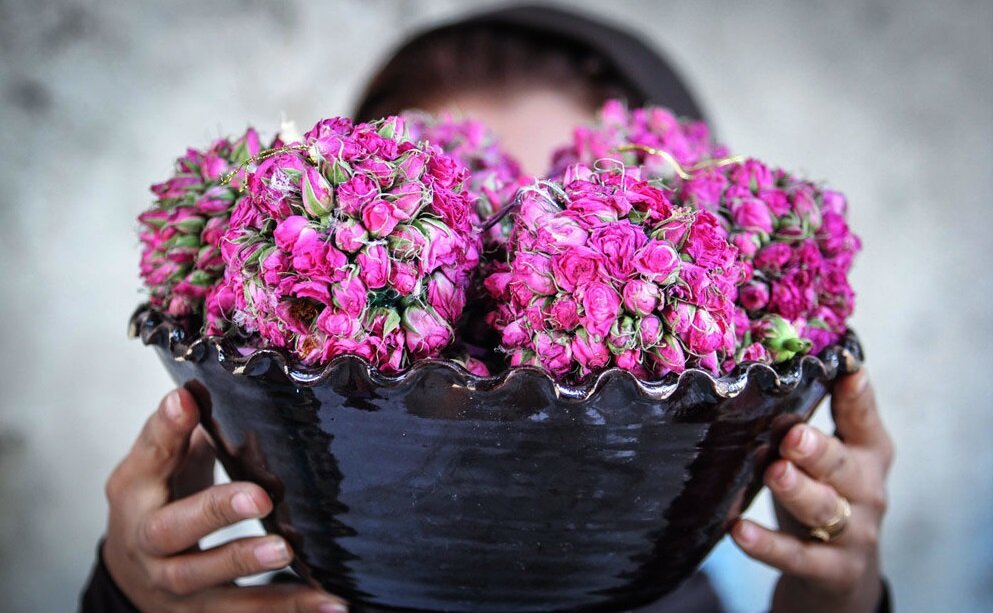 غنچه گل‌محمدی