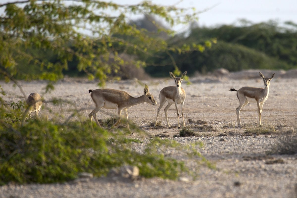 پارک آهوان پارک آهوان