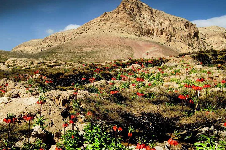 چالقفا چالقفا