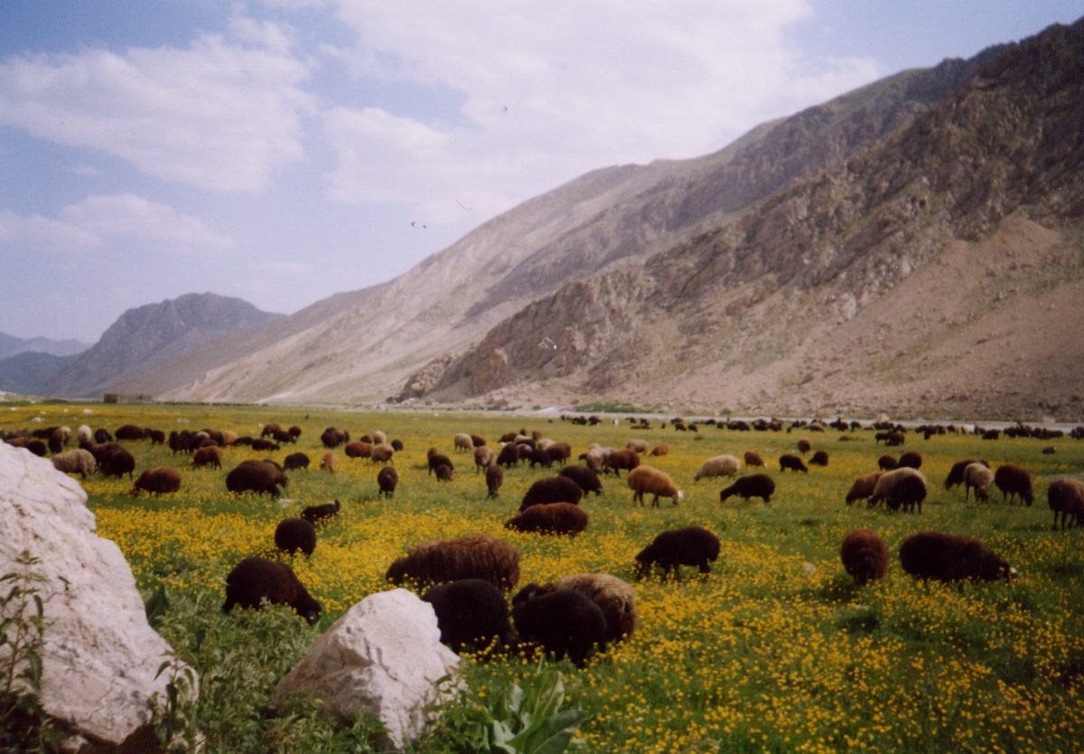 چشمه دوبرار