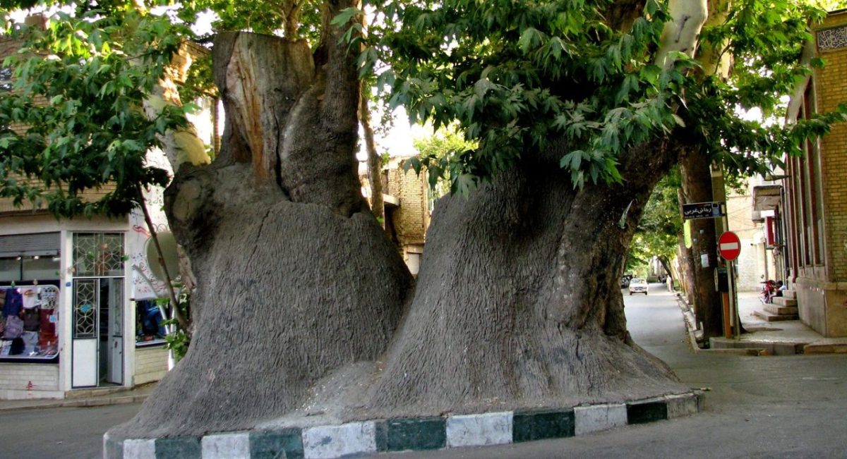 چنار دو هزار ساله 