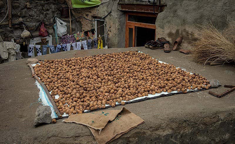 گردوی کندوان